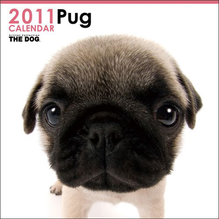 THE DOG 2011 CALENDAR Pug
