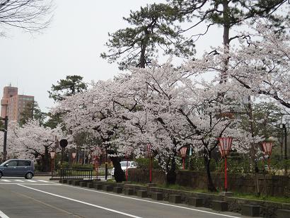 広坂の桜