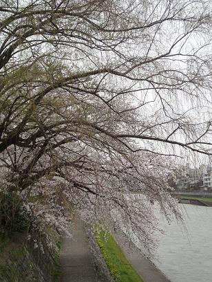 犀川の桜