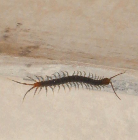 centipede (5)