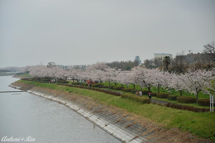 088 桜