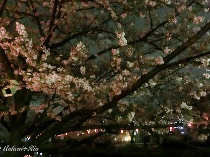 201 夜桜