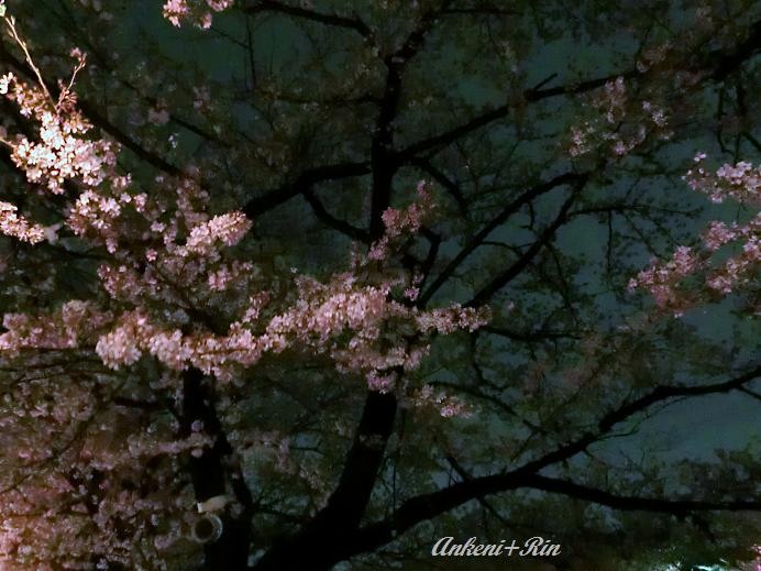 220 夜桜