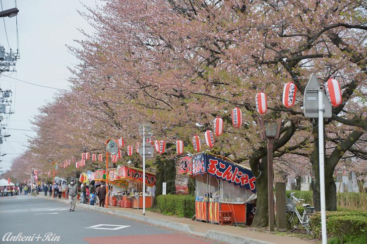 109 桜祭り