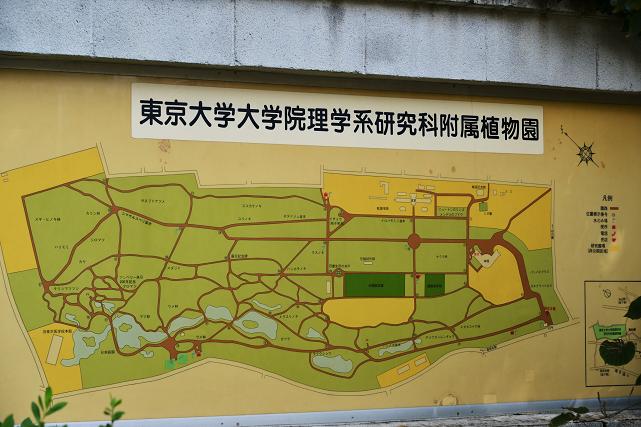 171 小石川植物園