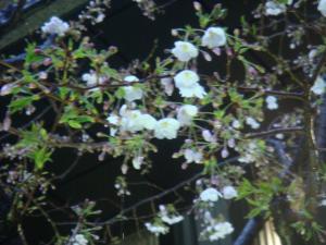 雨の桜Ⅰ