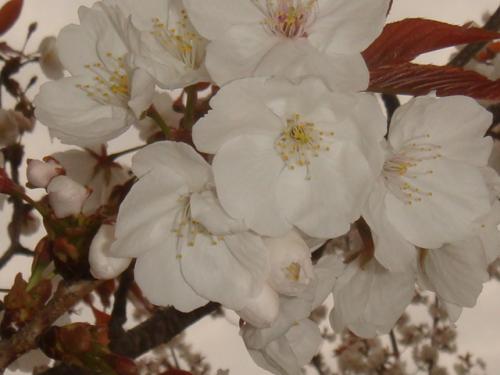 公会堂の桜のなごり