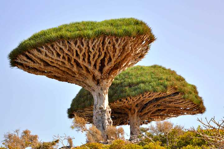 Dragons_Blood_Tree,_Socotra_Island_(10941931846)