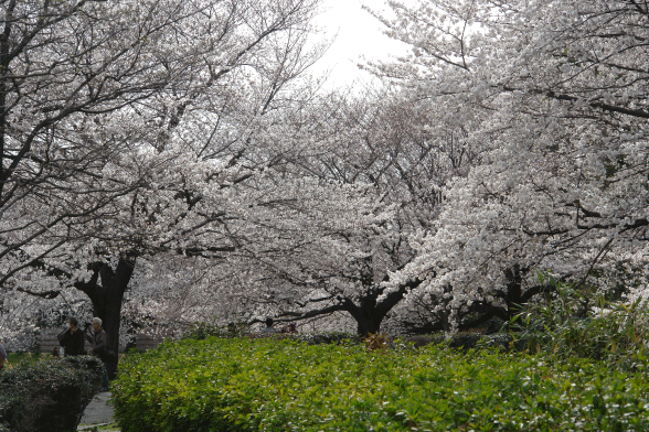 満開の桜-1