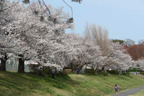 満開の桜-2