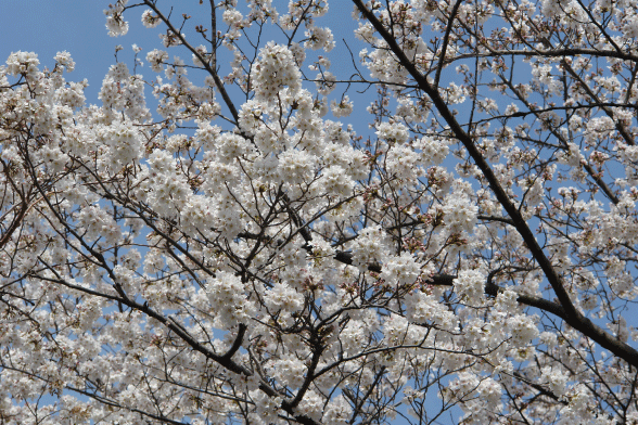 満開の桜-3