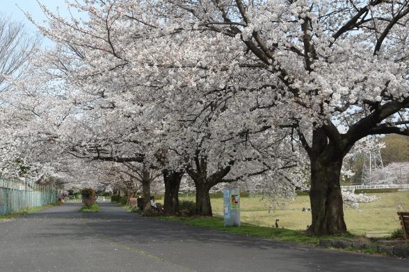 満開の桜-4