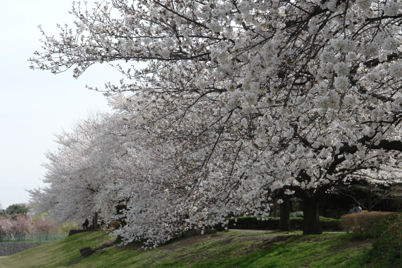満開の桜-5