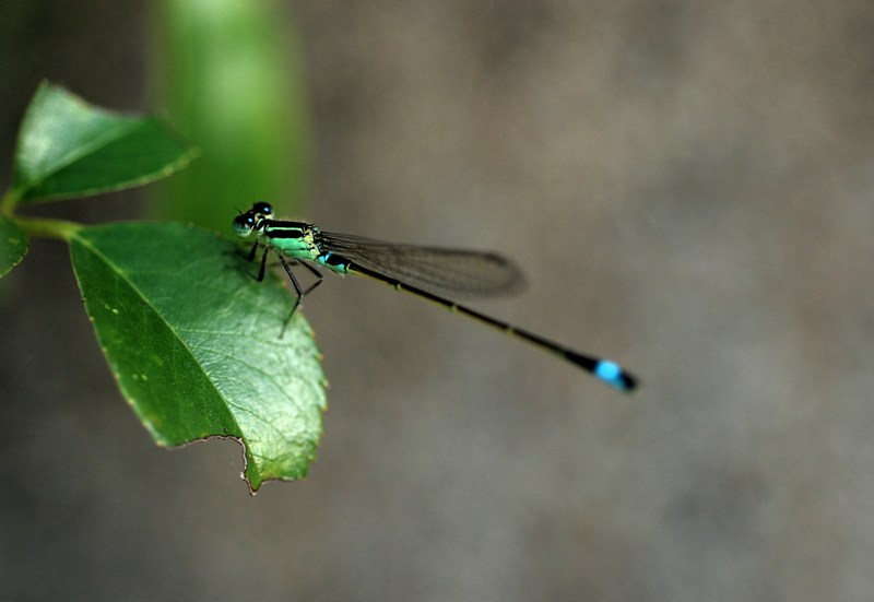 アオモンイトトンボ 青紋糸蜻蛉 トッコス爺の身近な花 虫 鳥 撮り