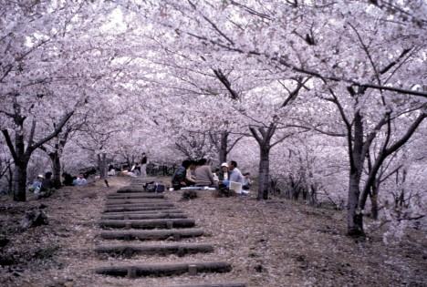 大森山桜まつり