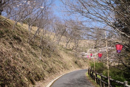 大森山公園の桜園