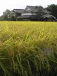 Rice_field_on_Japan_20070829.jpg