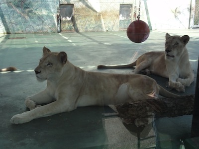 2頭メスホワイトライオン