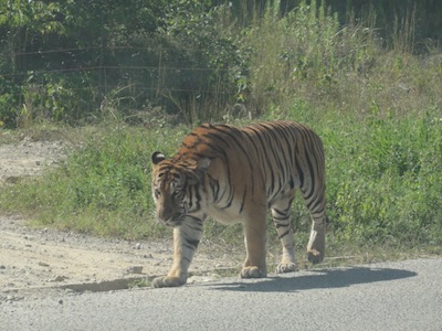 道路を横切るトラ