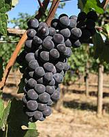 Chehalem_pinot_noir_grapes.jpg