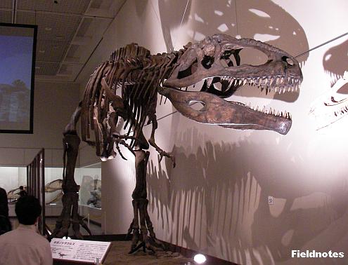 獣脚類の巨大肉食恐竜ギガノトサウルス〈大恐竜展－大阪市立自然史博物館－〉