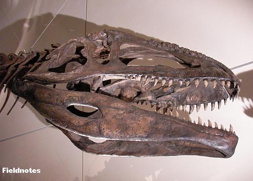 小ぶりな頭が迫力を増すギガノトサウルス〈大恐竜展－大阪市立自然史博物館－〉