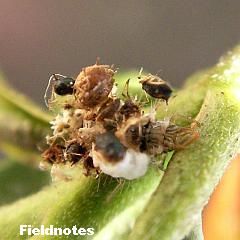 アブラムシの食べかすを背負ったクサカゲロウの幼虫