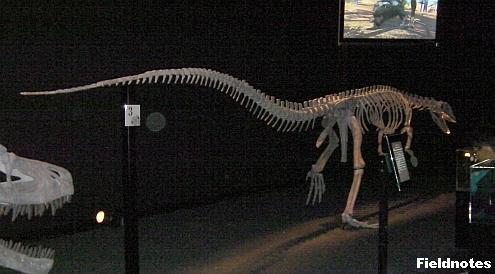 二足歩行のワニの祖先シロスクスの復元骨格［地球最古の恐竜展（大阪南港ＡＴＣミュージアム）］