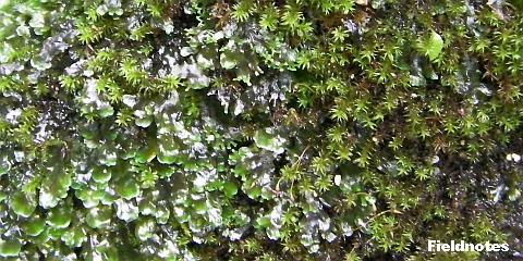 念仏坂の上の方の水場の蘚類と苔類のコケ