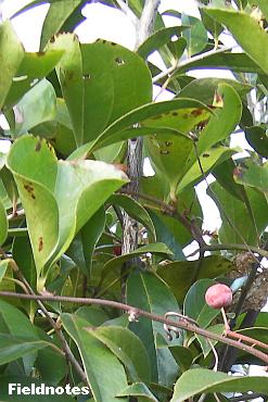 丸くてつるりとした葉のサルトリイバラ