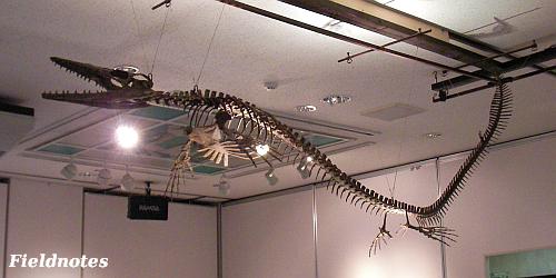 トカゲ類のモササウルスの全身復元骨格標本［きしわだ自然資料館「モササウルス展」］