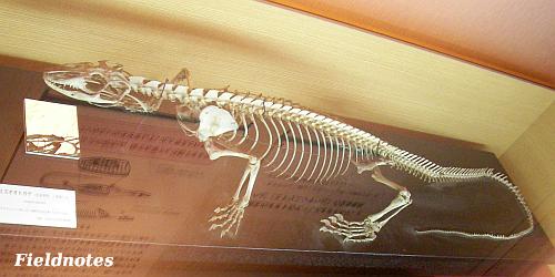 モササウルスと同じ“トカゲ”のミズオオトカゲの骨格標本［きしわだ自然資料館「モササウルス展」］