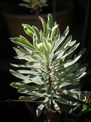 Euphorbia　characias Silver Swan