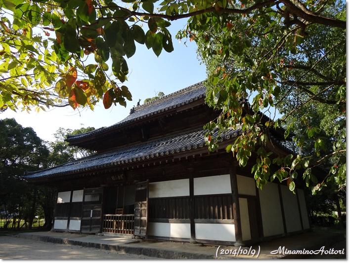 柿の葉と観世音寺2014-10-9太宰府 (26)