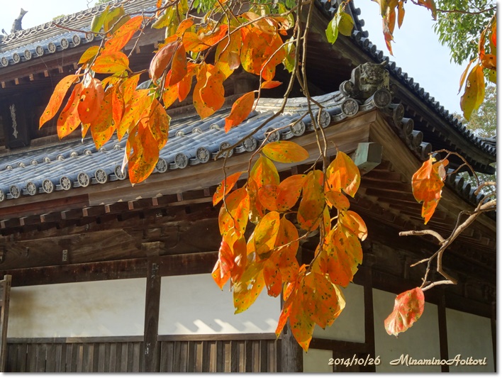 観世音寺と柿の葉2014-10-26太宰府 (69)
