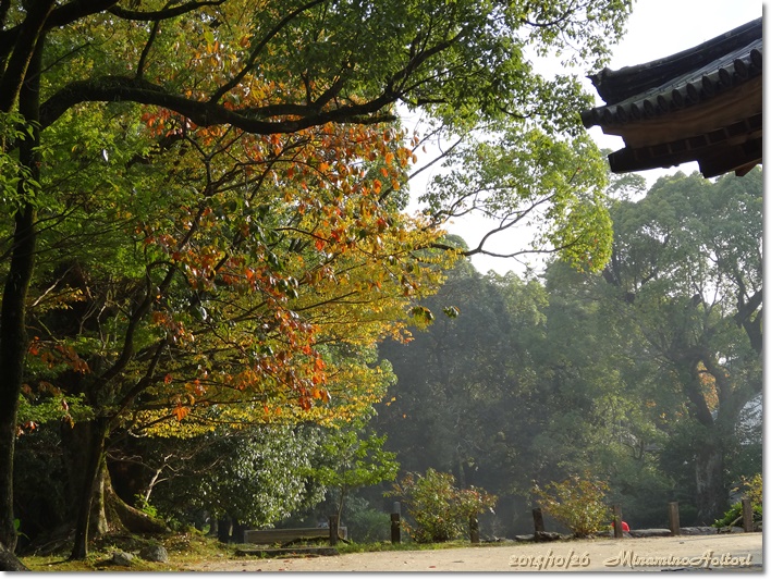 観世音寺輝く木々2014-10-26太宰府 (73)