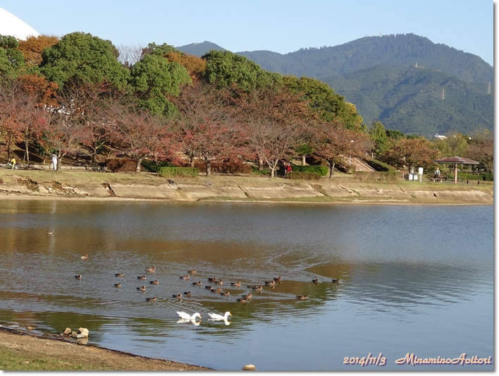 池のカモ2014-11-3駕与丁公園 (88)