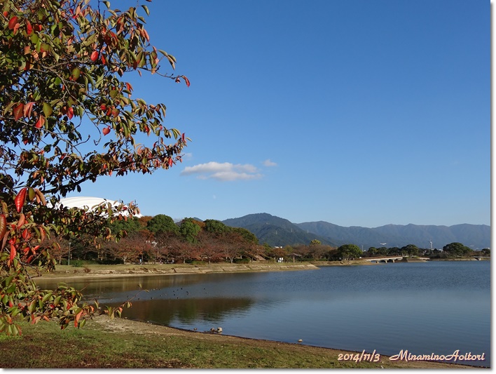 池2014-11-3駕与丁公園 (85)