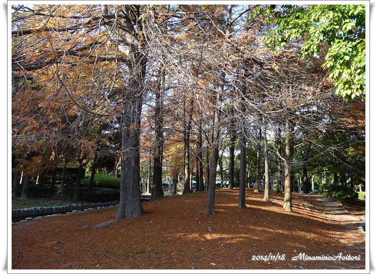 落羽松(らくうしょう）木立2014-11-18九大・東公園 (209)