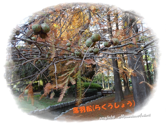 落羽松(らくうしょう)2014-11-18九大・東公園 (202)