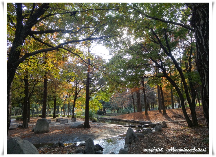 森の中2014-11-18九大・東公園 (189)