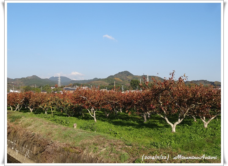 柿畑の風景2014-11-22朝倉 (15)
