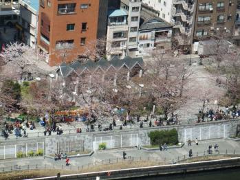 隅田川の桜