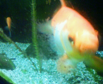 金魚２