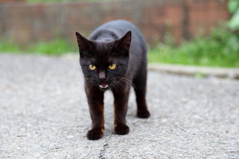 黒猫の仔猫
