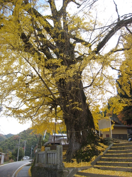 岩部八幡神社のイチョウ