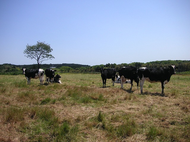 ハッピーウッズ牧場の牛たち