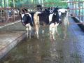 麻賀多山牧場の育成牛
