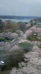 狭山湖に続く桜