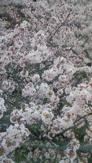 横に見る桜